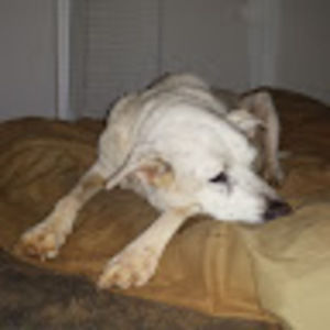 Meet your Posher, Tara